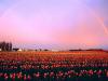 Skagit Valley Tulip Fields, Washington